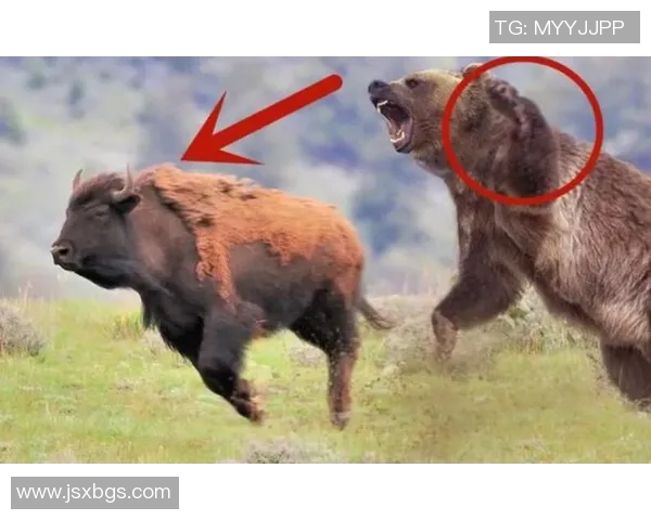 野牛与棕熊的生存之争谁才是草原之王的真正霸主